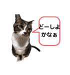 うちのにゃんこわんこ（個別スタンプ：11）