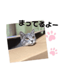 うちのにゃんこわんこ（個別スタンプ：14）