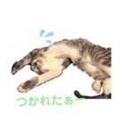 うちのにゃんこわんこ（個別スタンプ：15）