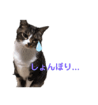 うちのにゃんこわんこ（個別スタンプ：17）