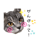 うちのにゃんこわんこ（個別スタンプ：21）
