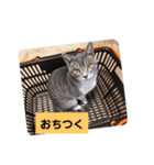 うちのにゃんこわんこ（個別スタンプ：22）