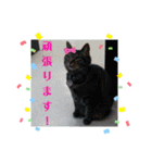 くりーむとみーこ③（個別スタンプ：7）