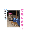 くりーむとみーこ③（個別スタンプ：9）