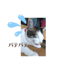 くりーむとみーこ③（個別スタンプ：15）