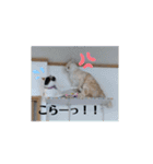 くりーむとみーこ③（個別スタンプ：19）
