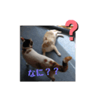 くりーむとみーこ③（個別スタンプ：20）