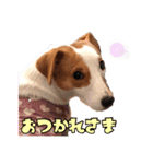 無垢＆琥珀の毎日（個別スタンプ：3）