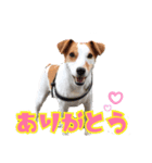 無垢＆琥珀の毎日（個別スタンプ：4）