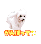 無垢＆琥珀の毎日（個別スタンプ：5）