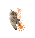 らんまるチンチラ（個別スタンプ：6）