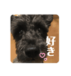 黒シュナアディ（個別スタンプ：2）