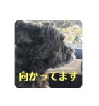 黒シュナアディ（個別スタンプ：3）