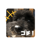 黒シュナアディ（個別スタンプ：4）
