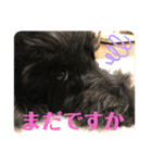 黒シュナアディ（個別スタンプ：7）