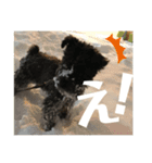 黒シュナアディ（個別スタンプ：10）
