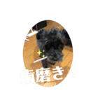 黒シュナアディ（個別スタンプ：14）