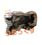 黒シュナアディ（個別スタンプ：16）