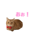 にゃいもいと茶系のおともだち（個別スタンプ：1）