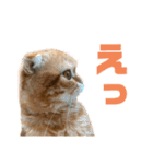 にゃいもいと茶系のおともだち（個別スタンプ：13）