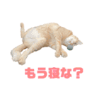 にゃいもいと茶系のおともだち（個別スタンプ：18）