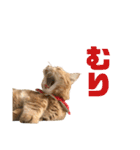 にゃいもいと茶系のおともだち（個別スタンプ：19）