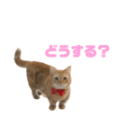 にゃいもいと茶系のおともだち（個別スタンプ：22）