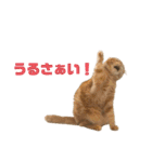 にゃいもいと茶系のおともだち（個別スタンプ：28）