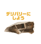 にゃいもいと茶系のおともだち（個別スタンプ：31）