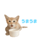 にゃいもいと茶系のおともだち（個別スタンプ：39）