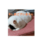 うちの猫の言うことニャ①（個別スタンプ：1）