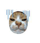 うちの猫の言うことニャ①（個別スタンプ：3）