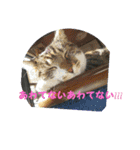 うちの猫の言うことニャ①（個別スタンプ：4）
