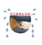 うちの猫の言うことニャ①（個別スタンプ：5）