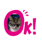 うちの猫の言うことニャ①（個別スタンプ：6）