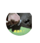 うちの猫の言うことニャ①（個別スタンプ：9）