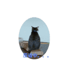 うちの猫の言うことニャ①（個別スタンプ：10）