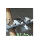 うちの猫の言うことニャ①（個別スタンプ：11）