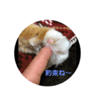 うちの猫の言うことニャ①（個別スタンプ：13）