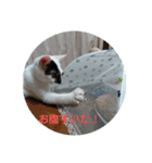 うちの猫の言うことニャ①（個別スタンプ：15）