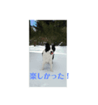 わんちゃんだう（個別スタンプ：6）
