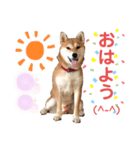 柴犬あんず ver.3（個別スタンプ：1）
