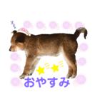 柴犬あんず ver.3（個別スタンプ：2）