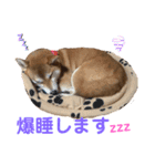 柴犬あんず ver.3（個別スタンプ：3）