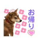 柴犬あんず ver.3（個別スタンプ：5）