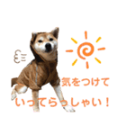 柴犬あんず ver.3（個別スタンプ：6）