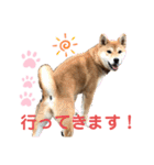柴犬あんず ver.3（個別スタンプ：7）