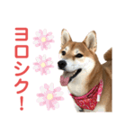 柴犬あんず ver.3（個別スタンプ：8）