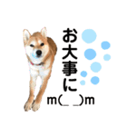 柴犬あんず ver.3（個別スタンプ：9）