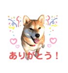 柴犬あんず ver.3（個別スタンプ：10）